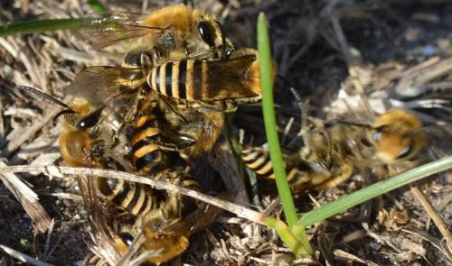Colletes hederae